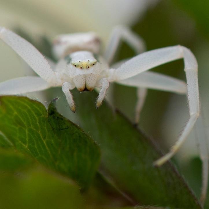 1750295351 553 27 animais tao incomuns que parecem ter saido de um