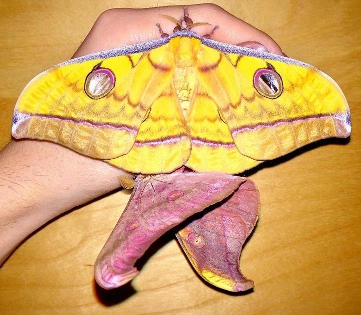 1750295361 985 27 animais tao incomuns que parecem ter saido de um