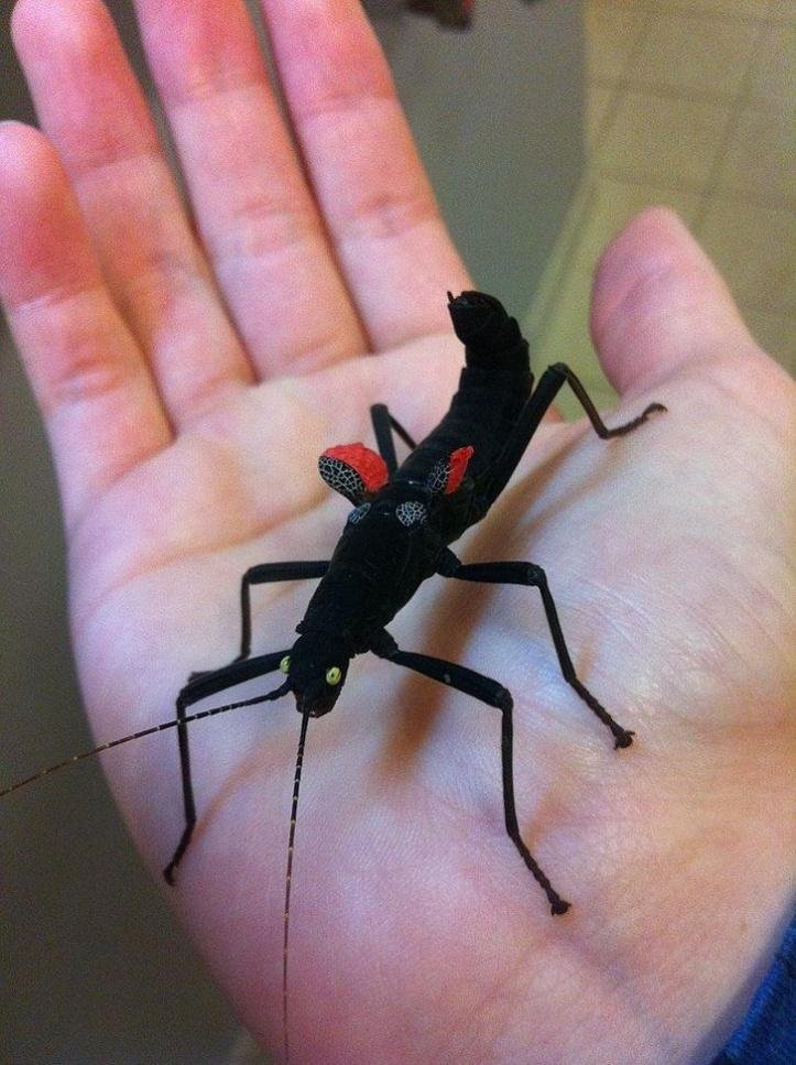 1750295363 568 27 animais tao incomuns que parecem ter saido de um