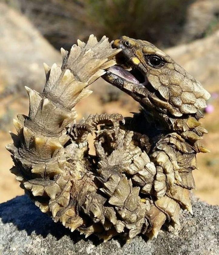 1750295364 257 27 animais tao incomuns que parecem ter saido de um