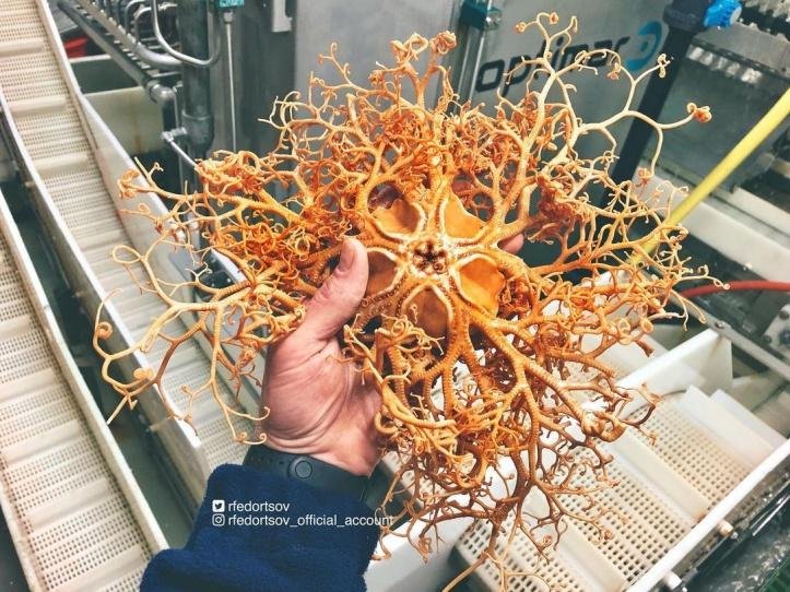 1750295365 189 27 animais tao incomuns que parecem ter saido de um