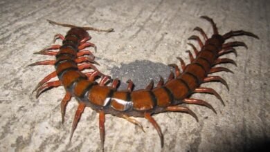 Porque você nunca deve esmagar este bichinho se o encontrar em casa