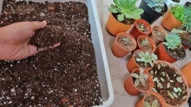 Adubo para suculentas e cactos