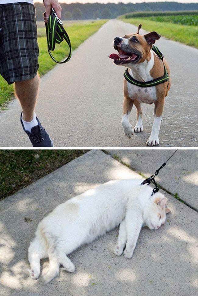 diferenca-gato-cachorro-2
