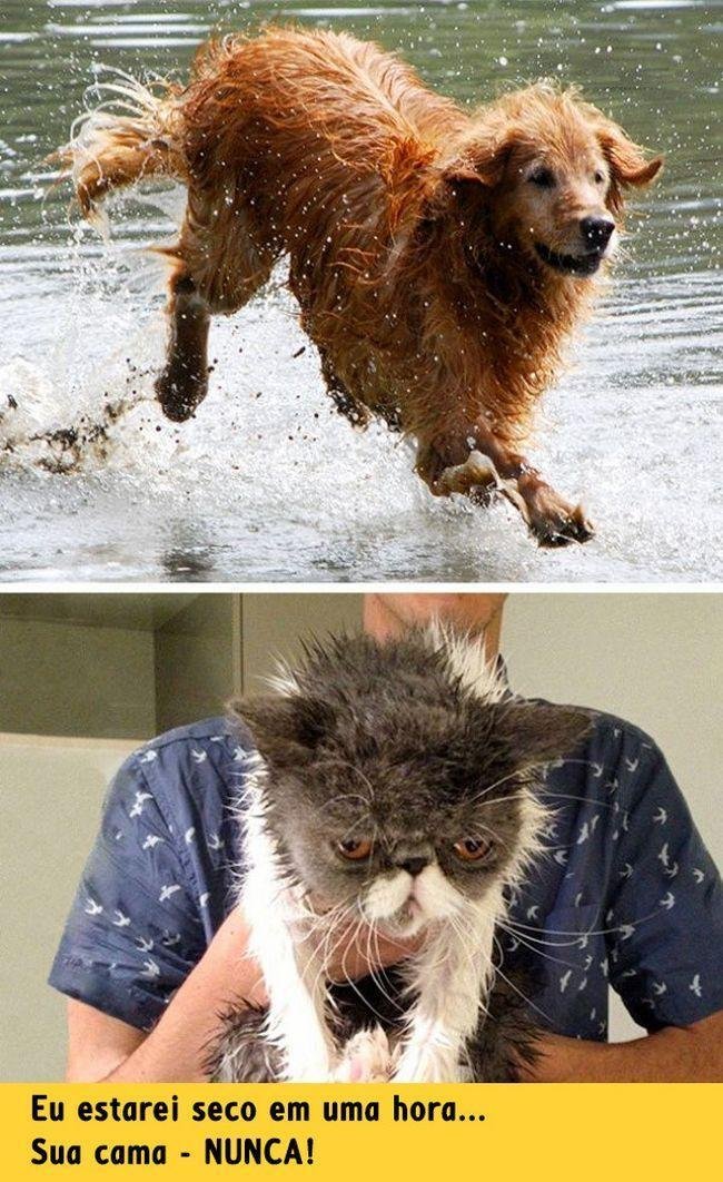 diferenca-gato-cachorro-3
