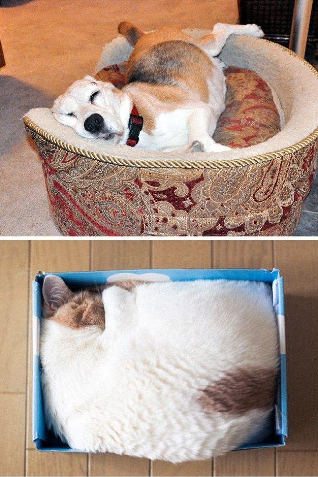 diferenca-gato-cachorro-4