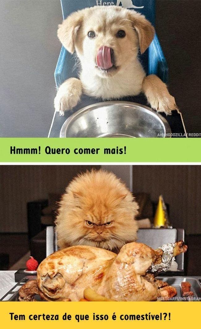 diferenca-gato-cachorro-7