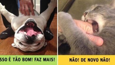 13 provas de que cães e gatos vêm de mundos bem diferentes