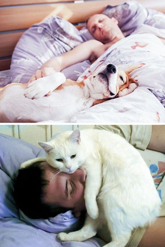 diferenca-gato-cachorro-9