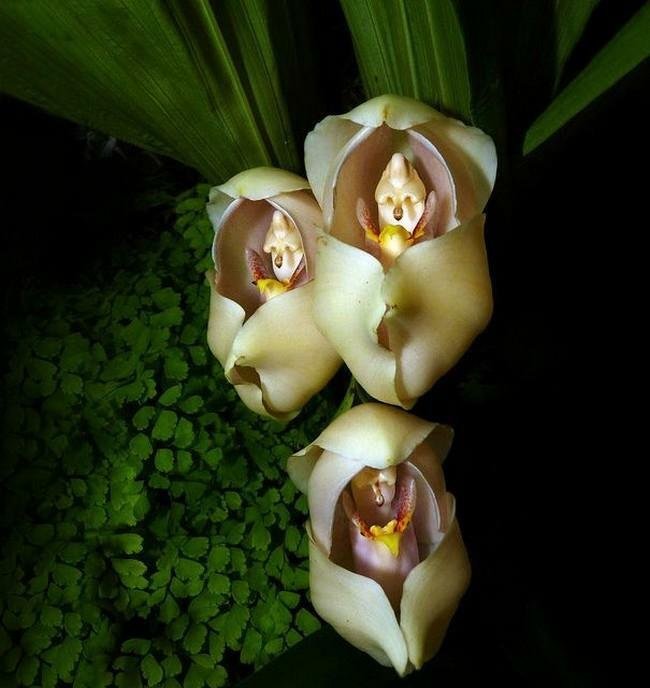 Flores incríveis (15)