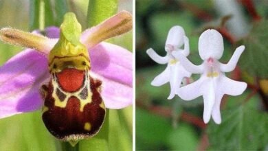 17 Flores com os formatos incríveis