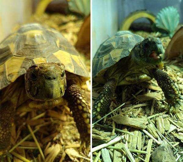21 Fotos de animais antes e depois de serem chamados de “bom garoto”