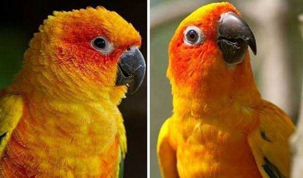 21 Fotos de animais antes e depois de serem chamados de “bom garoto”