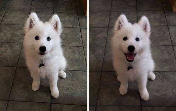 21 Fotos de animais antes e depois de serem chamados de “bom garoto”