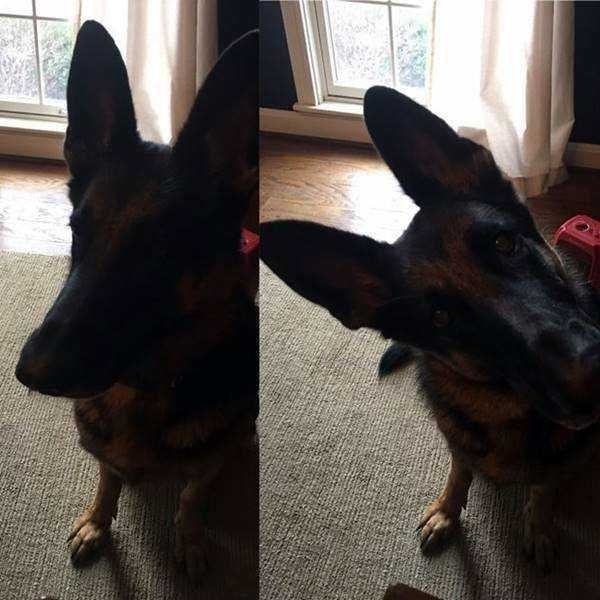 21 Fotos de animais antes e depois de serem chamados de “bom garoto”