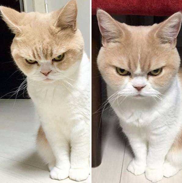 21 Fotos de animais antes e depois de serem chamados de “bom garoto”