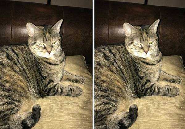 21 Fotos de animais antes e depois de serem chamados de “bom garoto”