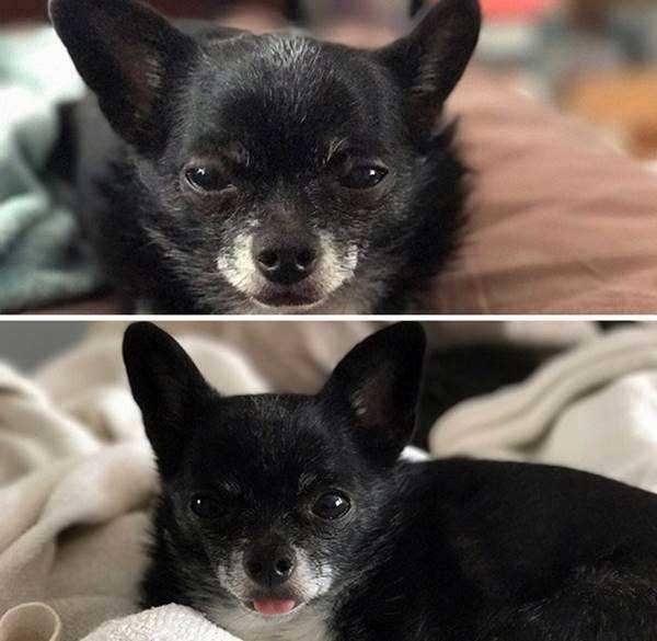 21 Fotos de animais antes e depois de serem chamados de “bom garoto”