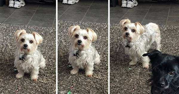 21 Fotos de animais antes e depois de serem chamados de “bom garoto”