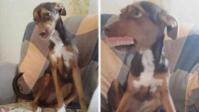 Cadelinha furta dentadura da vovó e sua foto faz sucesso na Web
