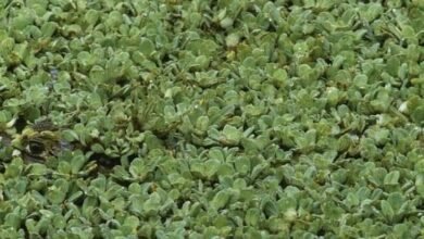 Teste para verificar a relação entre o seu cérebro e a visão: Onde está o crocodilo?