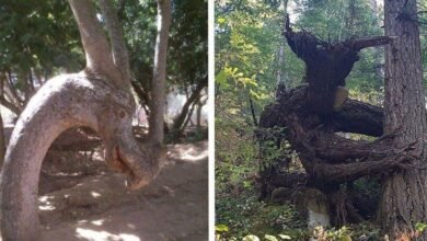 20 árvores que você terá que olhar duas vezes para ter certeza de que são árvores reais