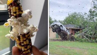 15 imagens que mostram que a natureza não brinca em serviço