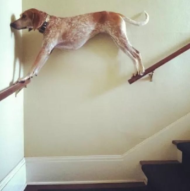 1750461816 677 15 cachorros da pesada que tiraram seus donos do serio