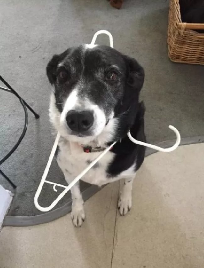 1750461818 852 15 cachorros da pesada que tiraram seus donos do serio