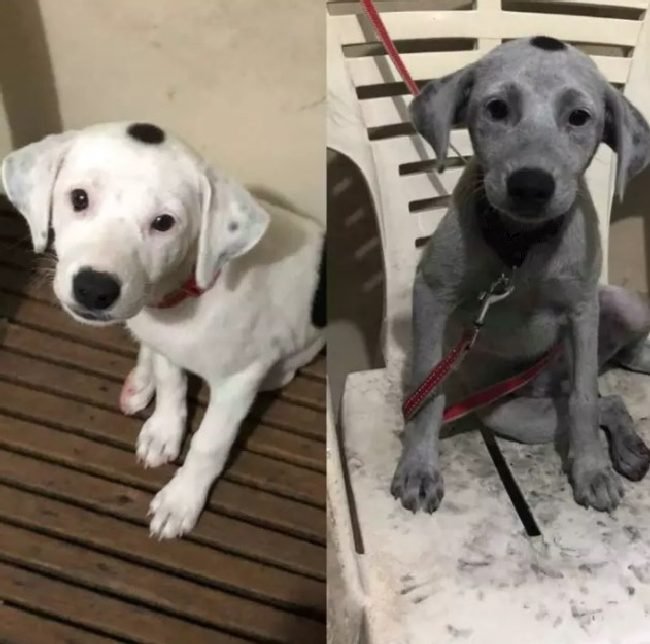 1750461820 703 15 cachorros da pesada que tiraram seus donos do serio