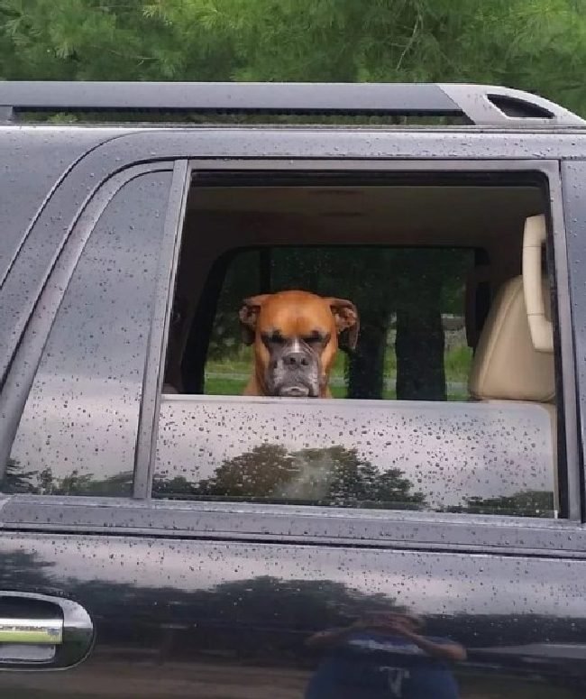 1750461822 459 15 cachorros da pesada que tiraram seus donos do serio