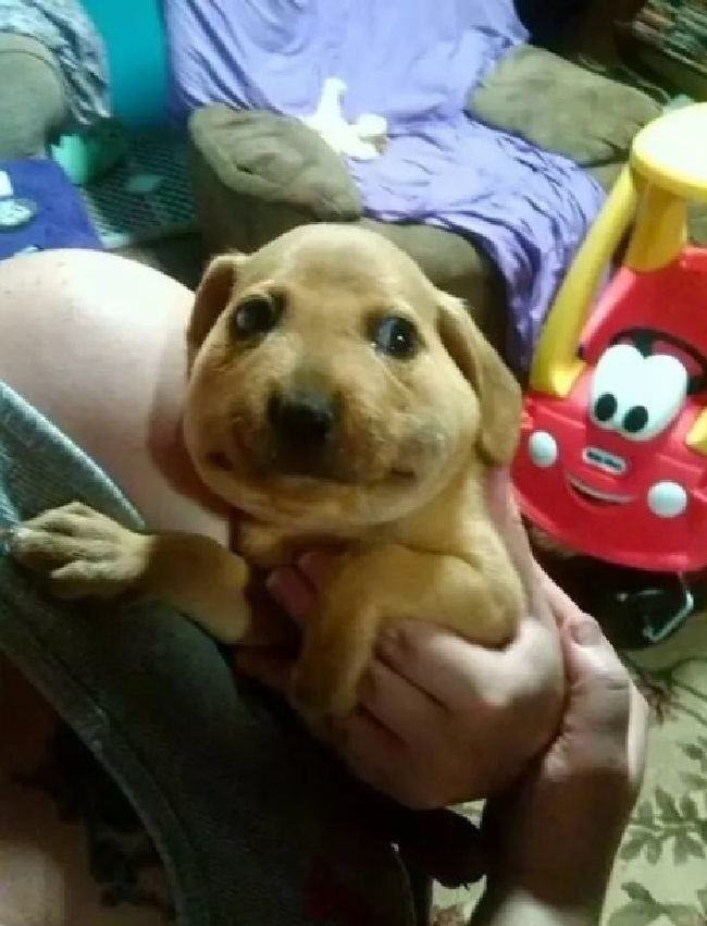 1750461824 729 15 cachorros da pesada que tiraram seus donos do serio