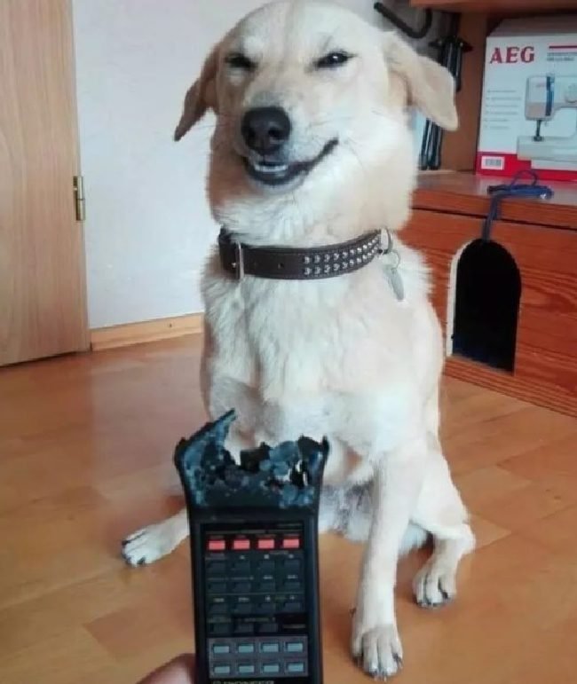 1750461831 506 15 cachorros da pesada que tiraram seus donos do serio