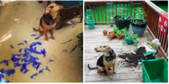 1750461832 754 15 cachorros da pesada que tiraram seus donos do serio