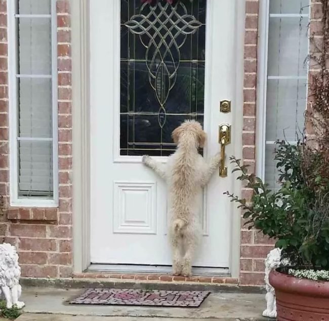 1750461836 656 15 cachorros da pesada que tiraram seus donos do serio