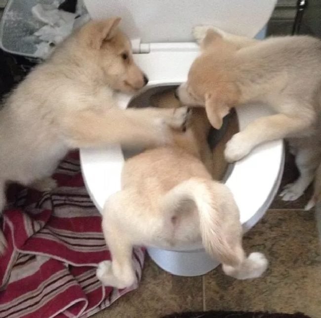 1750461838 523 15 cachorros da pesada que tiraram seus donos do serio