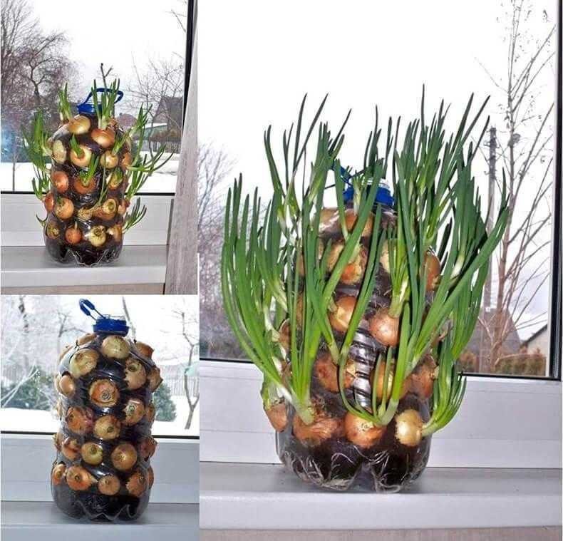 Como cultivar cebolinhas dentro de casa ou AP