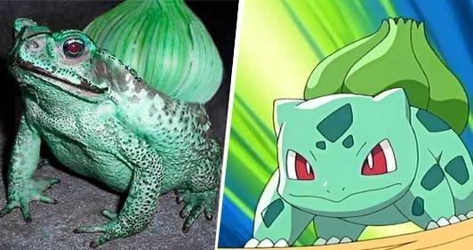pokemon15