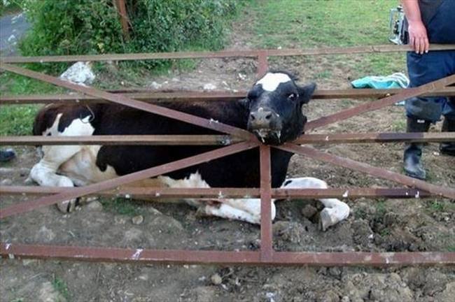 Animais-Dia-Ruim-17