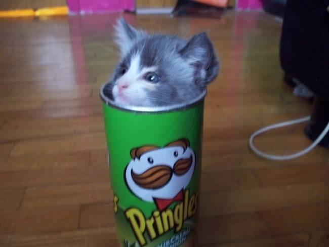 Animais-Dia-Ruim-7