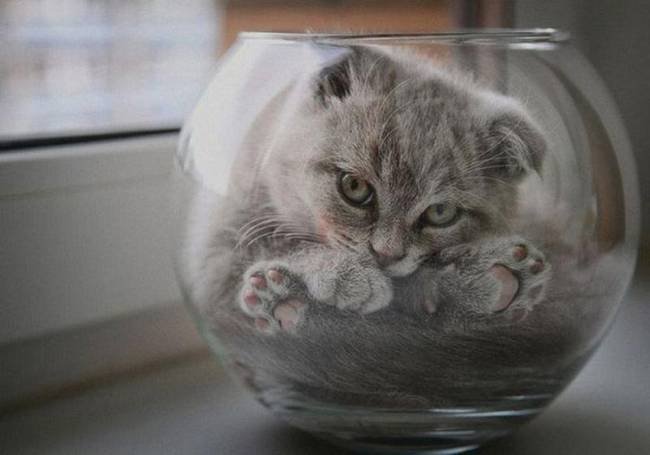 Animais-Dia-Ruim-10