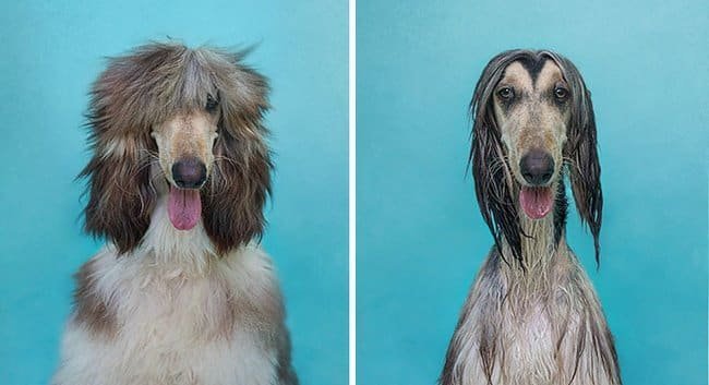 21 Fotos reveladoras de animais antes e durante o banho