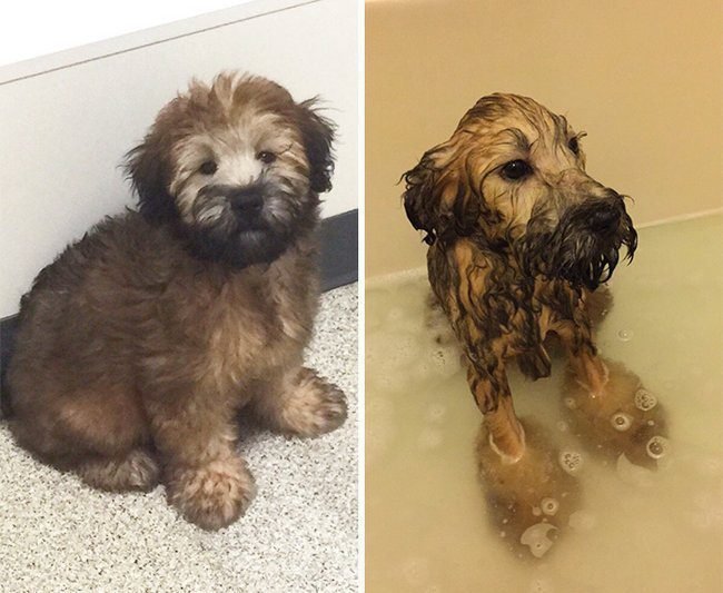 21 Fotos reveladoras de animais antes e durante o banho