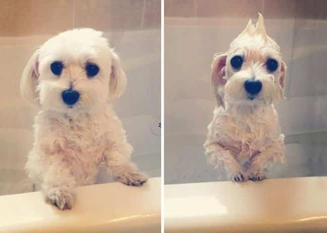 21 Fotos reveladoras de animais antes e durante o banho