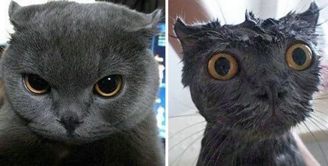 21 Fotos reveladoras de animais antes e durante o banho