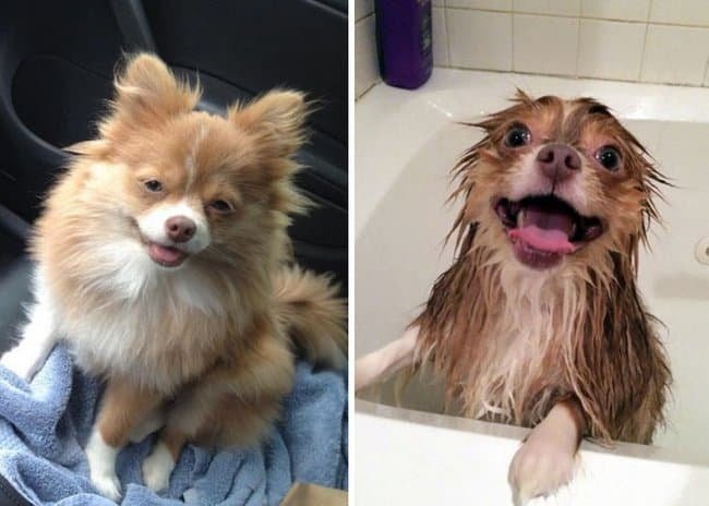 21 Fotos reveladoras de animais antes e durante o banho