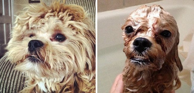 21 Fotos reveladoras de animais antes e durante o banho