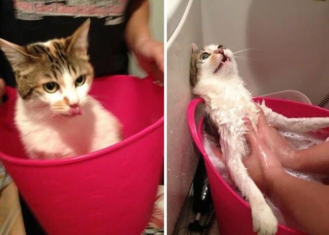 21 Fotos reveladoras de animais antes e durante o banho