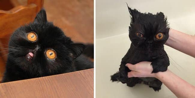 21 Fotos reveladoras de animais antes e durante o banho
