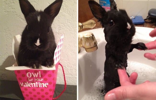 21 Fotos reveladoras de animais antes e durante o banho